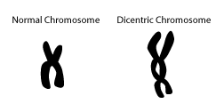 dicentric chromosome