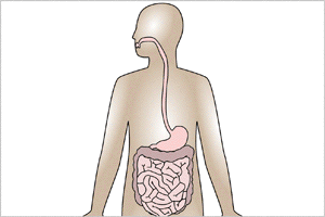 Internal Contamination via Digestive Tract